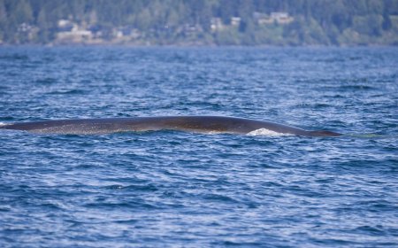 ‘Unbelievable’ 70-foot long fin whale spotted off Vancouver Island