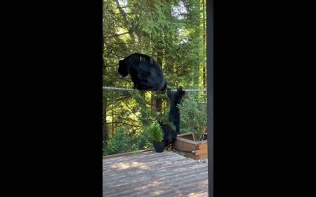 Anger after ‘Betty’ the bear shot and killed by Coquitlam RCMP