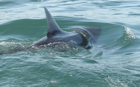 Shark sightings spike near America's beaches as July 4 crowds head to shore for weekend
