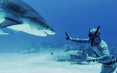 Forrest Galante says most shark bites are a case of mistaken identity as Florida attacks lead the US