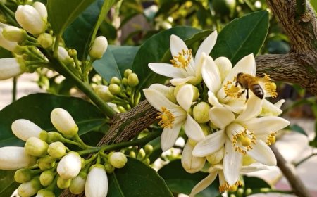 15 Euphoric Edible Plants You Can Grow in Containers