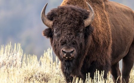 Wild bison headbutting video is a must-watch crazy nature moment now going viral online