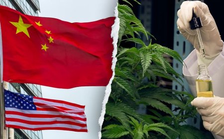Former acting DHS secretary warns Chinese criminal organizations are infiltrating America's hemp industry