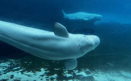 U.S. approves ’emergency rescue’ plan to import Marineland’s whales and dolphins