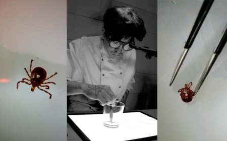 Watch – ‘Zombie Tick’ Survives Over Two Weeks of Drowning, Suffocation… Next Test: Freezing!