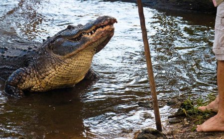 Florida man gives an incredible interview about how he fought off an alligator with a fishing pole