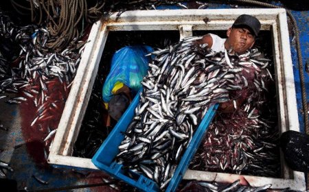 Why an anchovy shortage will make your next slab of salmon more expensive