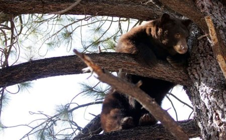 Black bear raiding a garbage can at Lake Tahoe garage triggers dramatic wildlife encounter