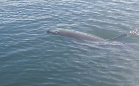 ‘Extraordinarily rare’ dolphin sightings reported in B.C.’s waters