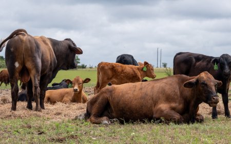 Trump administration expands 'Product of USA' label as push for American-raised beef grows