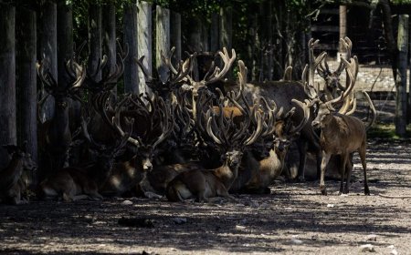 What’s happening to deer at Marineland? Questions swirl as CFIA probes animal removal