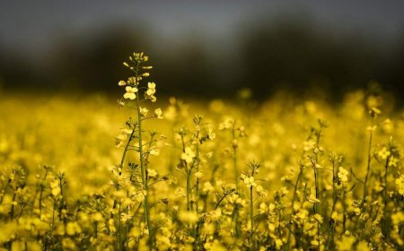 New gene technology could help Canadian canola cope with extreme weather