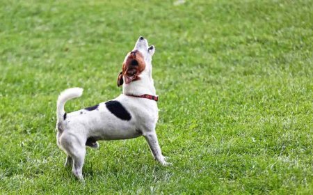 Inquiring minds are asking: How soon is too soon to get a new dog after losing your four-legged best friend?