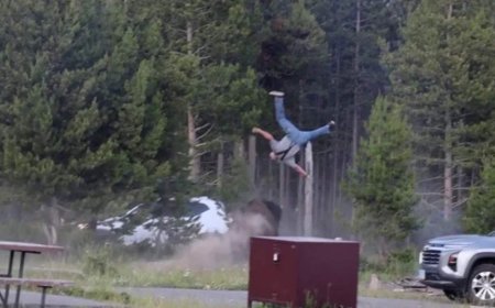 Bison tossing man 8 feet in air at Yellowstone National Park caught on video
