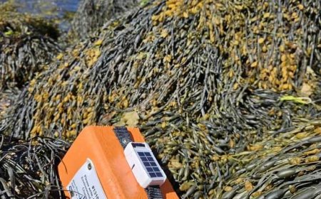 Federal researchers using driftwood to study and track seabird deaths off N.S. coast