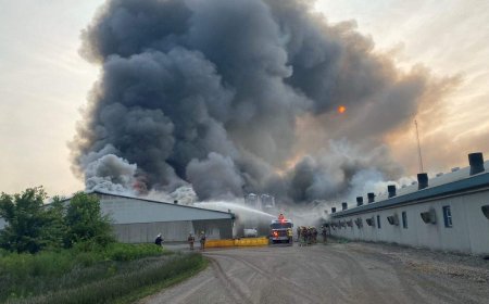 20K hogs dead as crews battle massive barn fire south of London, Ont.