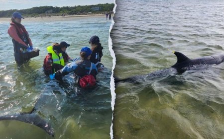 Rescuers work to save nearly 50 bottlenose dolphins in historic Cape Cod stranding