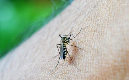 Alberta entering prolonged mosquito season not seen in decades: ‘Eaten alive’