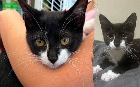 Bank robbery suspect allegedly steals kitten, asks employee to hold it before demanding cash