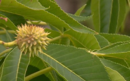 Calgary dog park safety in question over city-planted Ohio Buckeye trees
