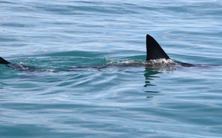 Shark Week puts shark bite survival in focus with ER doc's expert tips