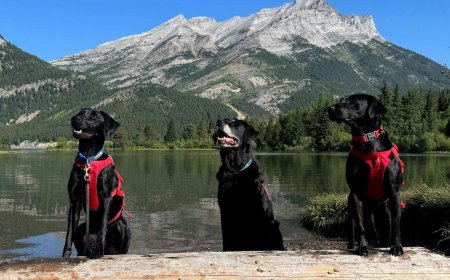 New mussel detection dogs join Alberta’s fight against invasive species
