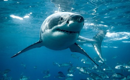 Shark Week fans may want to think twice before eating this ocean predator, experts warn