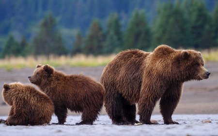 Washington's grizzly bear power grab is finally coming to a long-overdue end