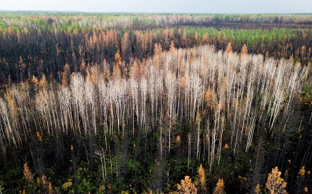 Sawmill closures ‘gut-wrenching’ amid lumber industry headwinds: Canfor CEO