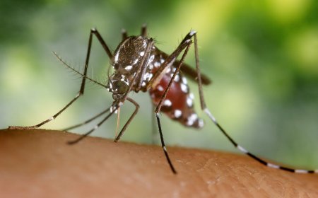 Toronto reports first human case of West Nile virus this year