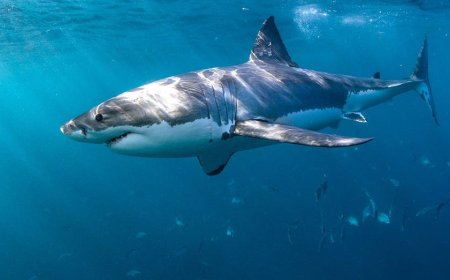 Shark Week warnings as experts reveal 6 ways to reduce your risk of a shark bite
