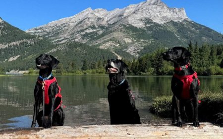 Alberta lets the dogs out, recruits more canine muscle in fight against mussels
