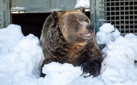 Grinder, one of two beloved grizzly bears on Grouse Mountain, dies