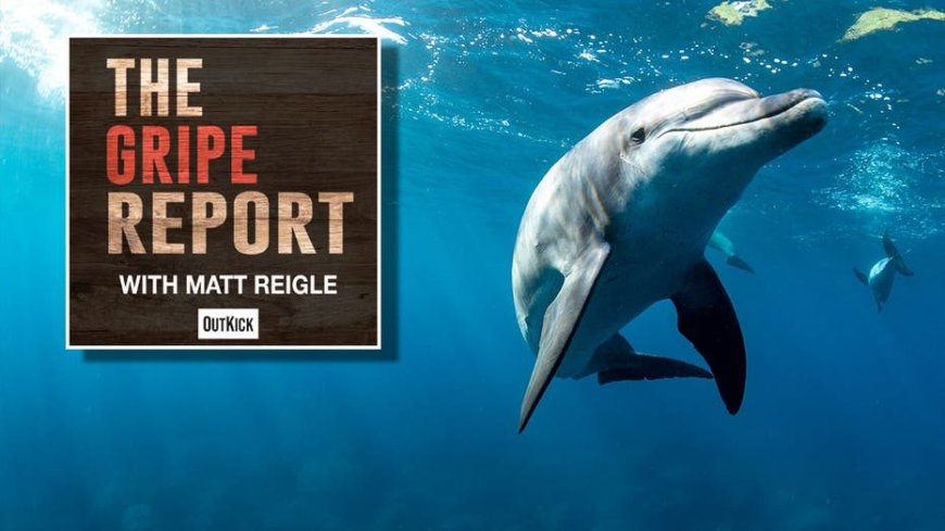 Let's all agree that dolphins are the 'smart kids who don't apply themselves' of the Animal Kingdom