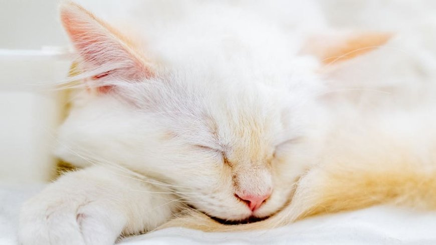 A missing kitten rode under a car hood. AI brought her home