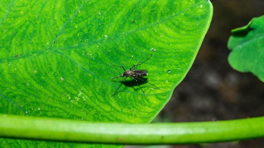 West Nile virus detected in southern state as health officials warn residents about mosquitoes