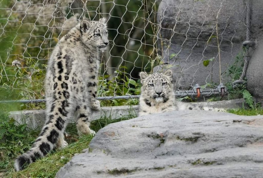 Toronto Zoo animals kept cool despite power outage during heat wave
