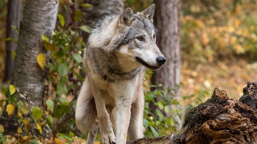 Grizzly bear sends a bold Yellowstone wolf packing after it eyes the bear's bison carcass meal