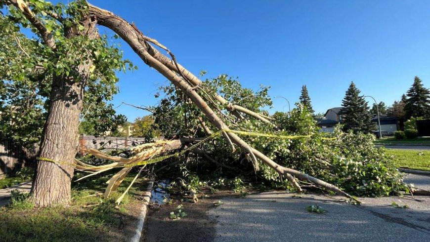 Tornado confirmed in Winnipeg neighbourhood: Environment Canada
