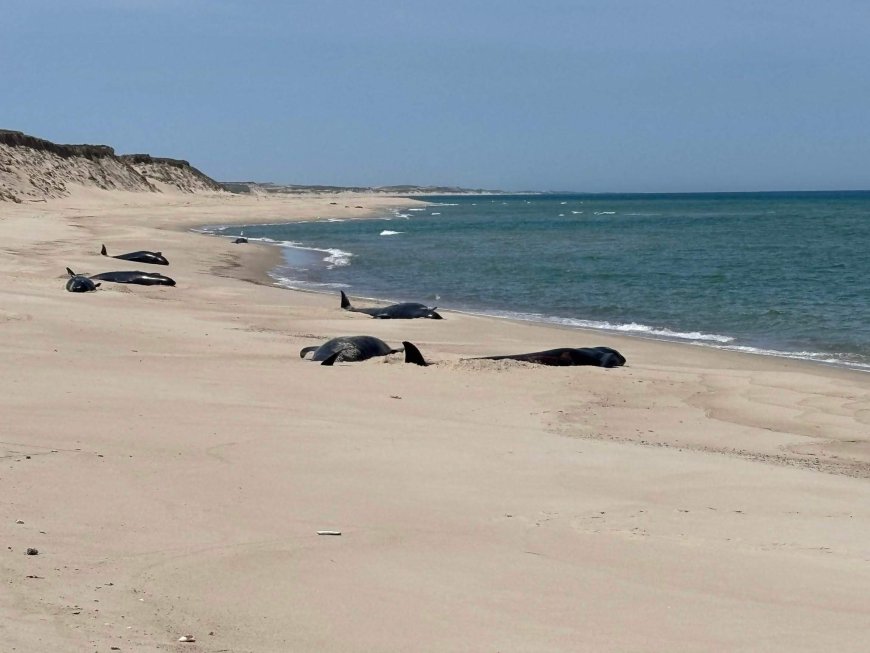 16 pilot whales die after stranding on Nova Scotia’s remote Sable Island