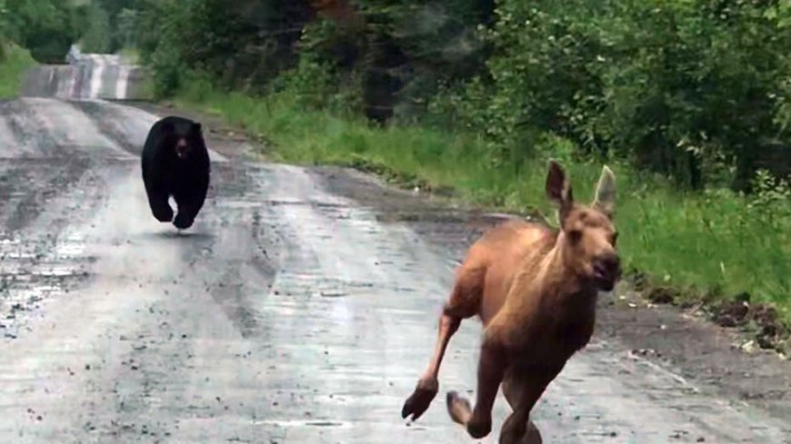 Maine man uses truck to rescue moose calf from charging bear: 'I knew what I had to do'