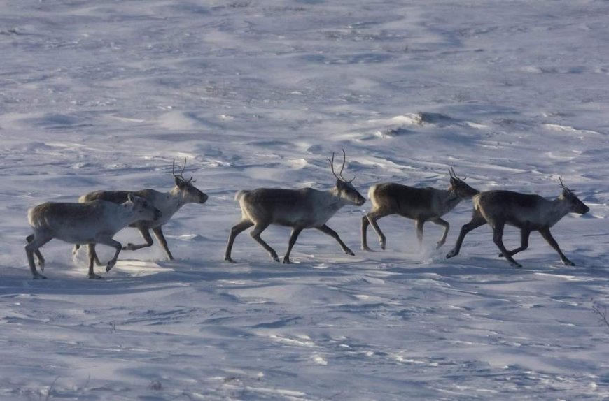 Environmentalists have mixed reactions to Quebec-Ottawa caribou funding deal