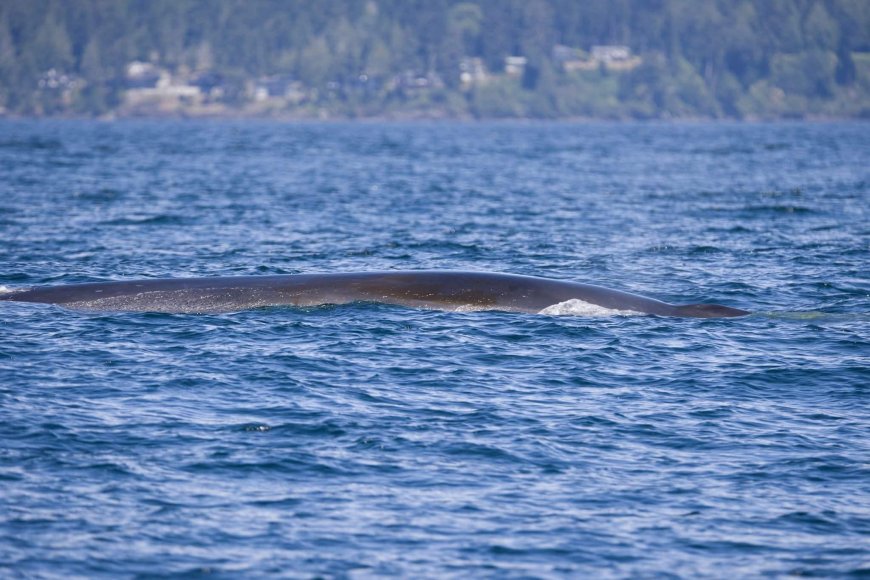 ‘Unbelievable’ 70-foot long fin whale spotted off Vancouver Island