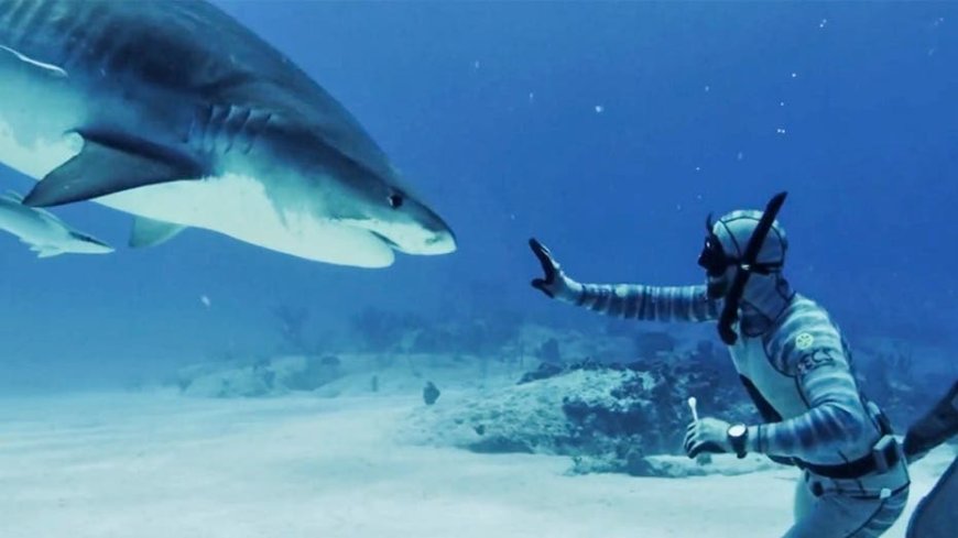 Forrest Galante says most shark bites are a case of mistaken identity as Florida attacks lead the US