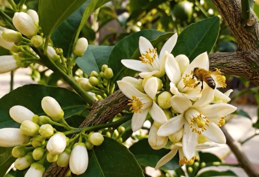 15 Euphoric Edible Plants You Can Grow in Containers