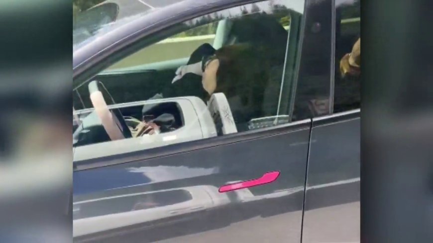 ‘Mind-blowing’: Video reportedly shows driver asleep in self-driving Tesla on B.C. highway