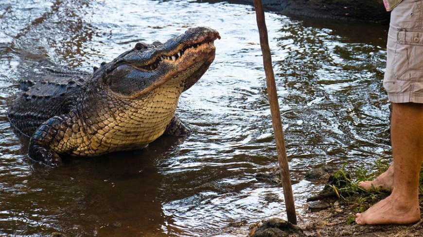 Florida man gives an incredible interview about how he fought off an alligator with a fishing pole