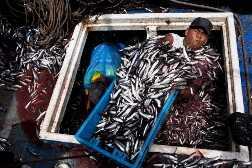 Why an anchovy shortage will make your next slab of salmon more expensive