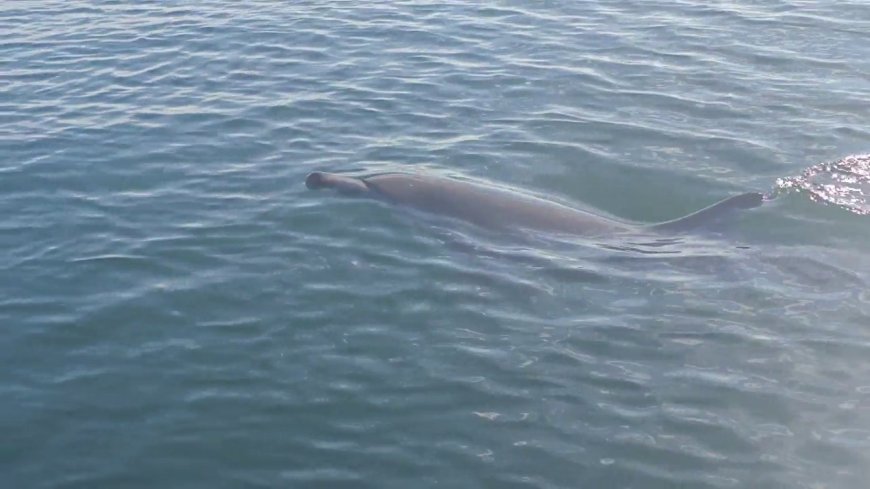 ‘Extraordinarily rare’ dolphin sightings reported in B.C.’s waters