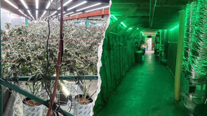 California seizes 63,000 pounds of illegal cannabis worth $104 million in major crackdown